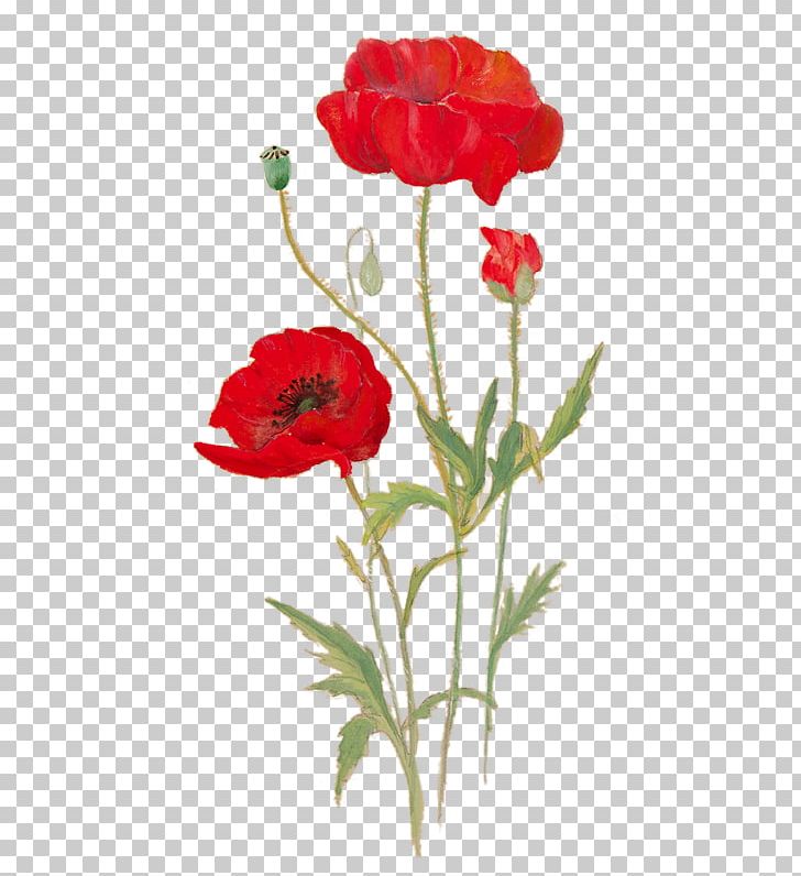 Poppy National Museum Cardiff Garden Roses Flower Art PNG, Clipart, Art, Cardiff, Carnation, Coquelicot, Cut Flowers Free PNG Download