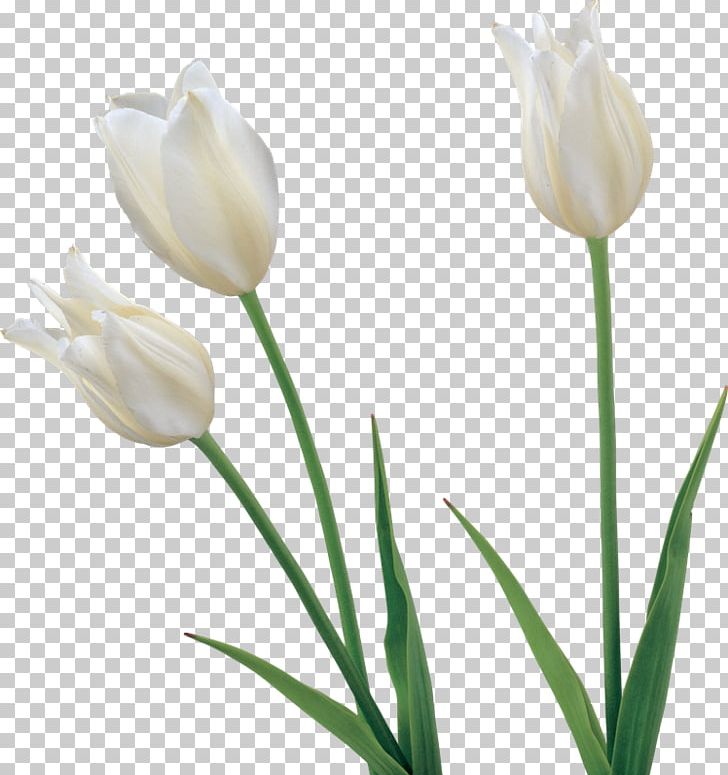 Tulip Flower PNG, Clipart, Blue Rose, Blume, Bud, Crocus, Cut Flowers Free PNG Download