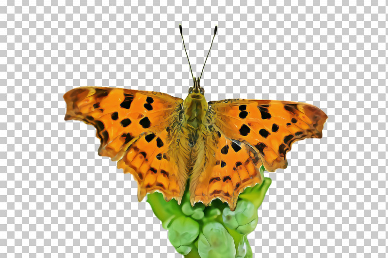 Moths And Butterflies Butterfly Cynthia (subgenus) Comma Insect PNG, Clipart, Brushfooted Butterfly, Butterfly, Comma, Cynthia Subgenus, Insect Free PNG Download