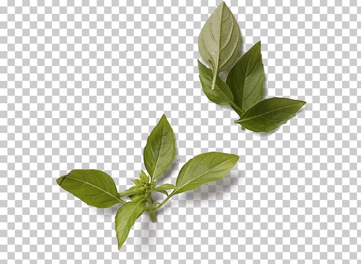 Basil Leaf Herb Green Condiment PNG, Clipart, Basil, Condiment, Diet, Download, Green Free PNG Download