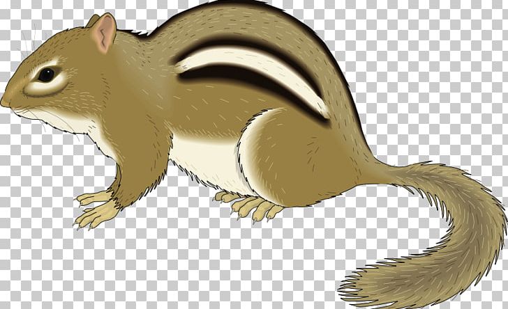 Chipmunk Squirrel Rodent PNG, Clipart, Animation, Carnivoran, Cartoon, Chipmunk, Chipmunk Animal Cliparts Free PNG Download
