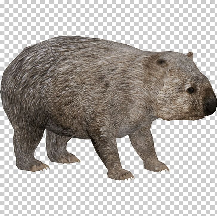 Common Wombat PNG, Clipart, Animals, Wombats Free PNG Download
