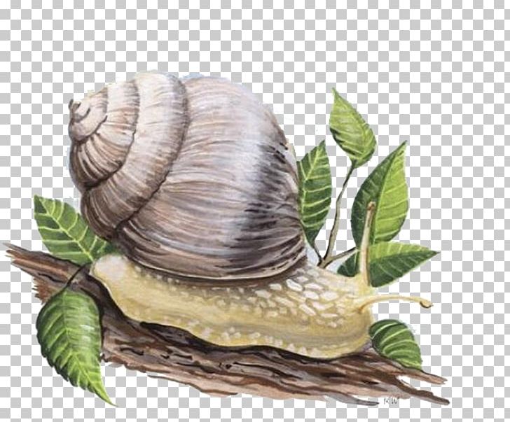 Snail Orthogastropoda Skin PNG, Clipart, Animals, Cartoon, Cartoon Snail, Conchology, Creative Free PNG Download