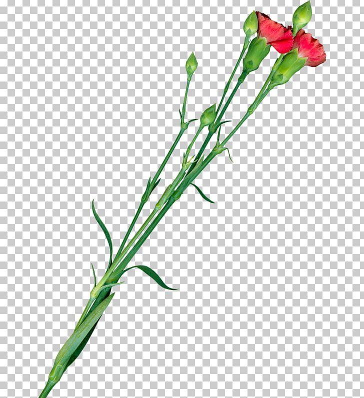 Cut Flowers Pink Kryddernellike Bud PNG, Clipart, Bud, Carnation, Cut Flowers, Flora, Flower Free PNG Download