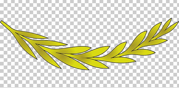 Olive Leaf Olive Leaf Olive Branch PNG, Clipart, Branch, Commodity, Drawing, Flower, Food Free PNG Download