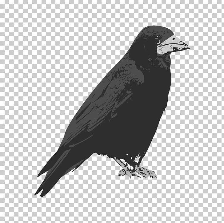 Rook Bird Common Raven PNG, Clipart, American Crow, Animals, Beak, Bird, Black And White Free PNG Download