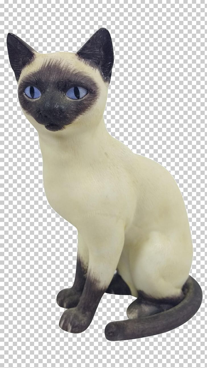 Siamese Cat Tonkinese Cat Domestic Short Haired Cat Whiskers Snout