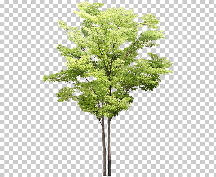 Tree Flowering Dogwood PNG, Clipart, Adobe Photoshop Elements, Agac, Architectural Rendering, Branch, Dogwood Free PNG Download