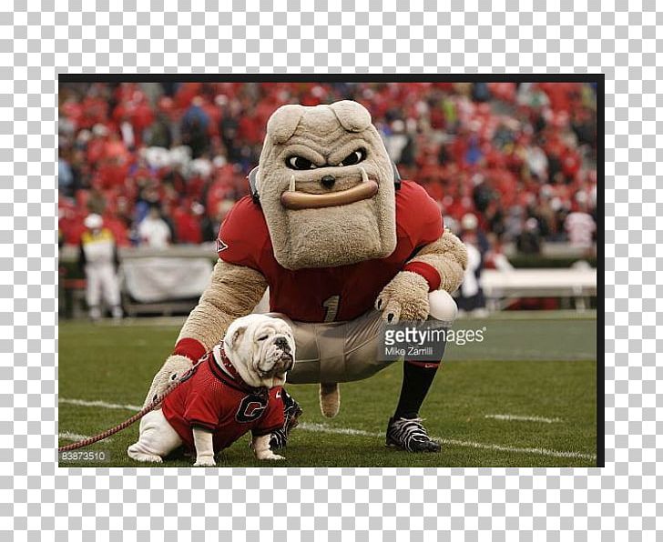 University Of Georgia Georgia Bulldogs Football Mississippi State Bulldogs Football Hairy Dawg PNG, Clipart, Bulldog, Competition Event, Football Player, Grass, Mammal Free PNG Download