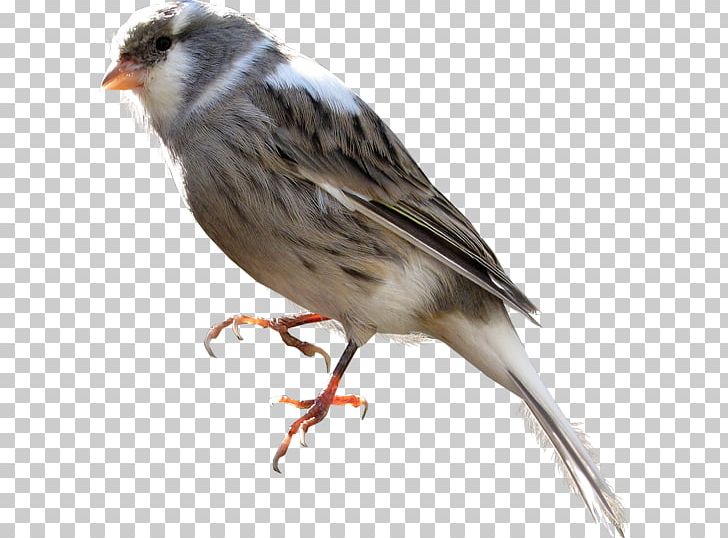 House Sparrow Bird PNG, Clipart, Albom, Animal, Animals, Atlantic Canary, Beak Free PNG Download