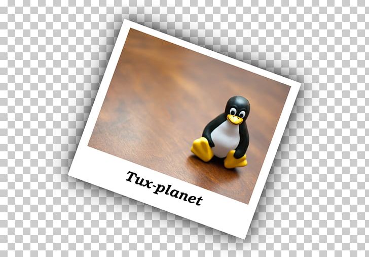 Penguin Brand PNG, Clipart, Animals, Brand, Flightless Bird, Penguin Free PNG Download