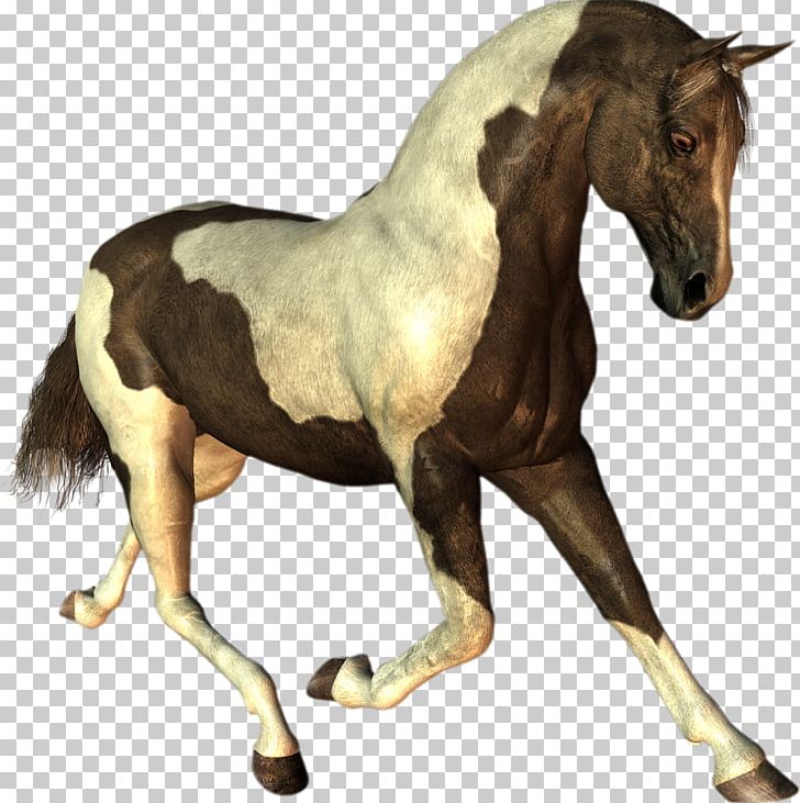 Mustang Stallion Dog Cat PNG, Clipart, Animal, Animals, Bit, Cat, Dog Free PNG Download