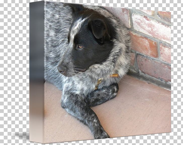 Stabyhoun Australian Cattle Dog Dog Breed Stumpy Tail Cattle Dog Sporting Group PNG, Clipart, Australian Cattle Dog, Breed, Crossbreed, Dog, Dog Breed Free PNG Download