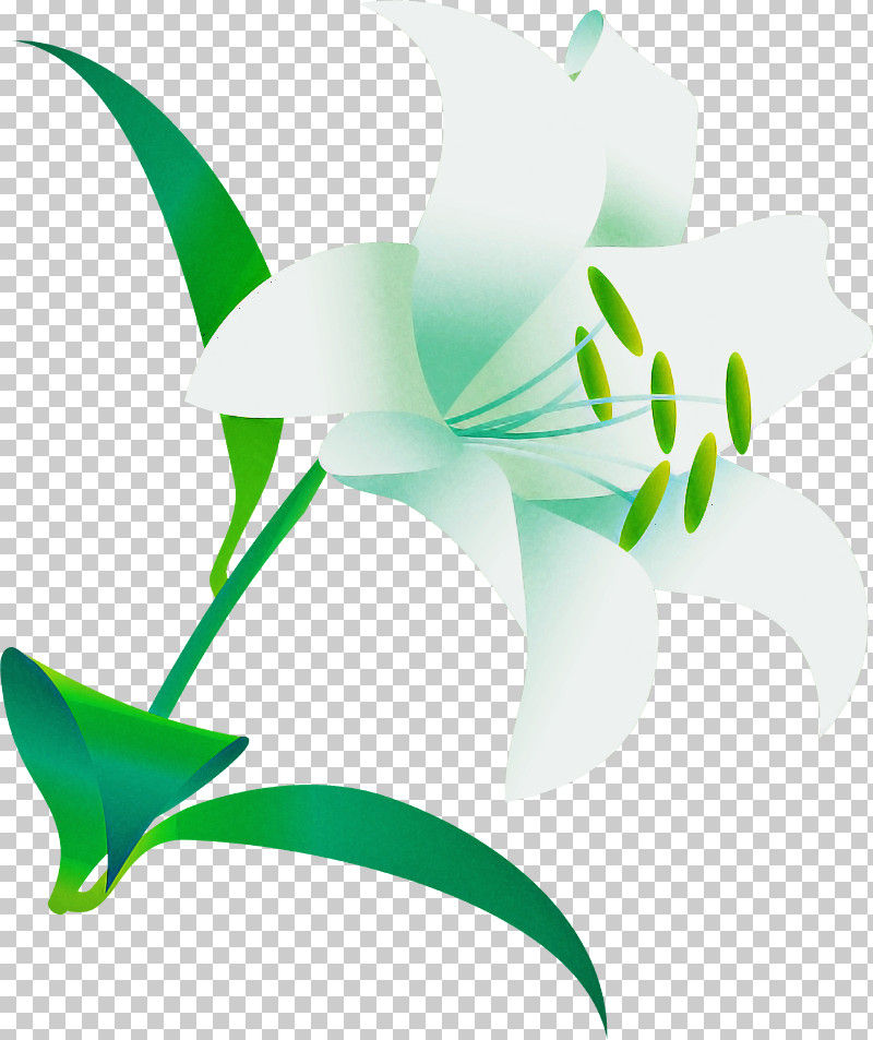 Lily Flower PNG, Clipart, Biology, Flower, Green, Leaf, Lily Flower Free PNG Download