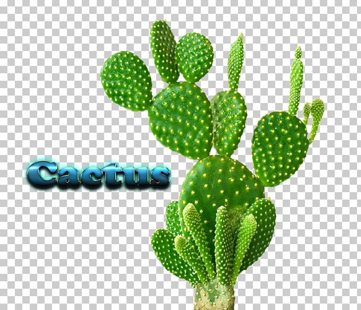 Cactaceae Houseplant Cactus Garden PNG, Clipart, Barbary Fig, Biome, Cactaceae, Cactus, Cactus Garden Free PNG Download