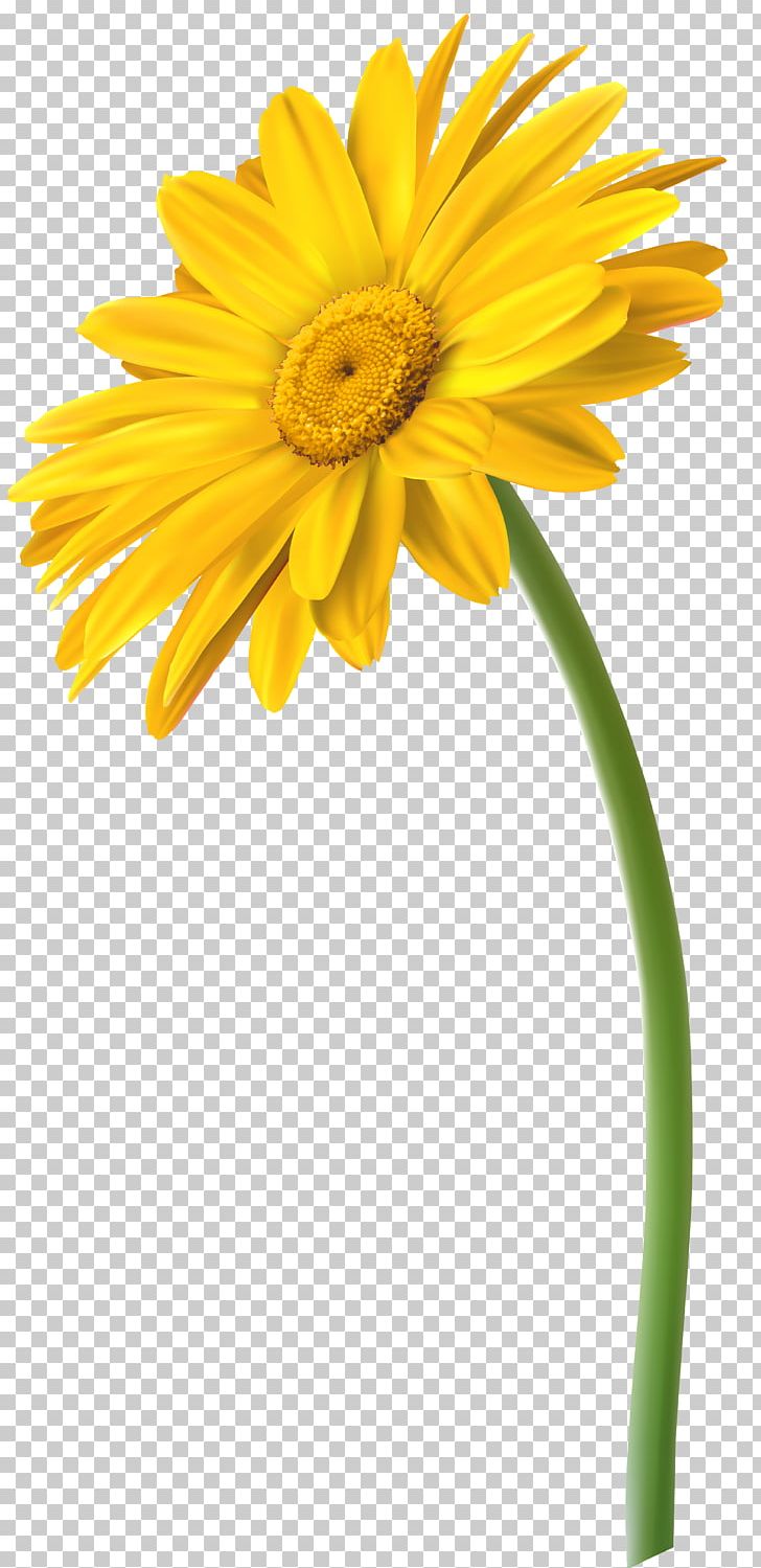 Cut Flowers Yellow Transvaal Daisy PNG, Clipart, Chrysanthemum, Chrysanths, Common Daisy, Cut Flowers, Daisy Free PNG Download