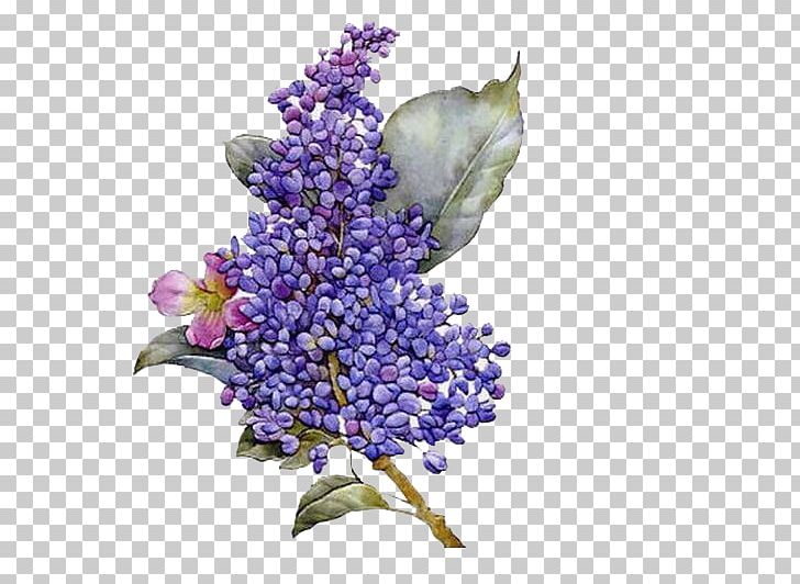 Flower Lilac Purple PNG, Clipart, Animation, Art, Blue, Branch, Cartoon Free PNG Download
