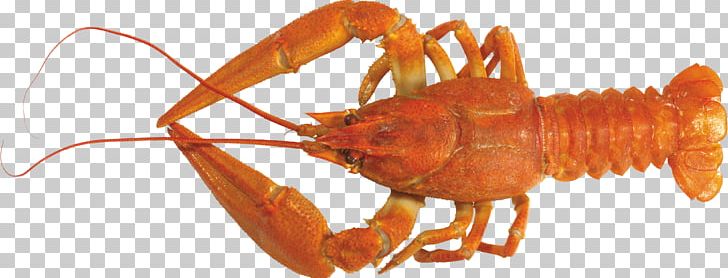 Lobster Crayfish As Food PNG, Clipart, American Lobster, Animals, Animal Source Foods, Claws, Crab Free PNG Download
