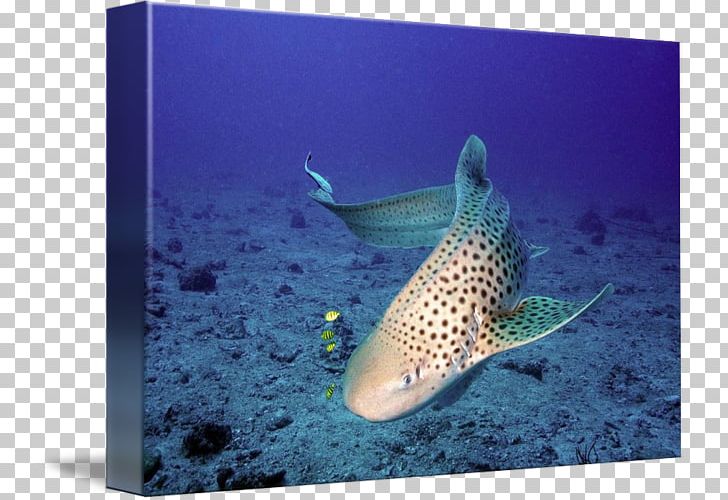 Tiger Shark Marine Biology Coral Reef Fish Underwater PNG, Clipart, Biology, Cartilaginous Fish, Coral, Coral Reef, Coral Reef Fish Free PNG Download