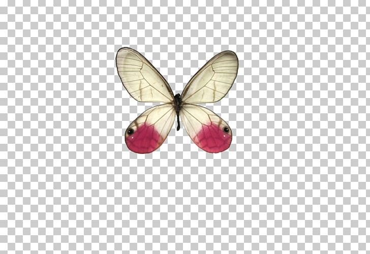 Butterfly Cithaerias Greta Oto Art PNG, Clipart, Art, Butterflies, Butterflies And Moths, Butterfly, Butterfly Group Free PNG Download