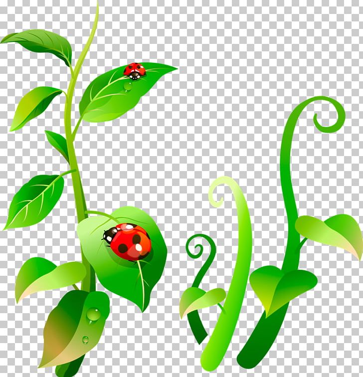 Insect Ladybird Aphid Plant Leaf PNG, Clipart, Amphibian, Animal, Branch, Centerblog, Cute Ladybug Free PNG Download