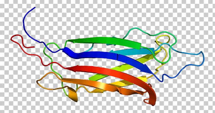 Myoferlin Protein Dysferlin Gene Arabic Wikipedia PNG, Clipart, Arabic Wikipedia, Area, Art, Artwork, Cell Membrane Free PNG Download