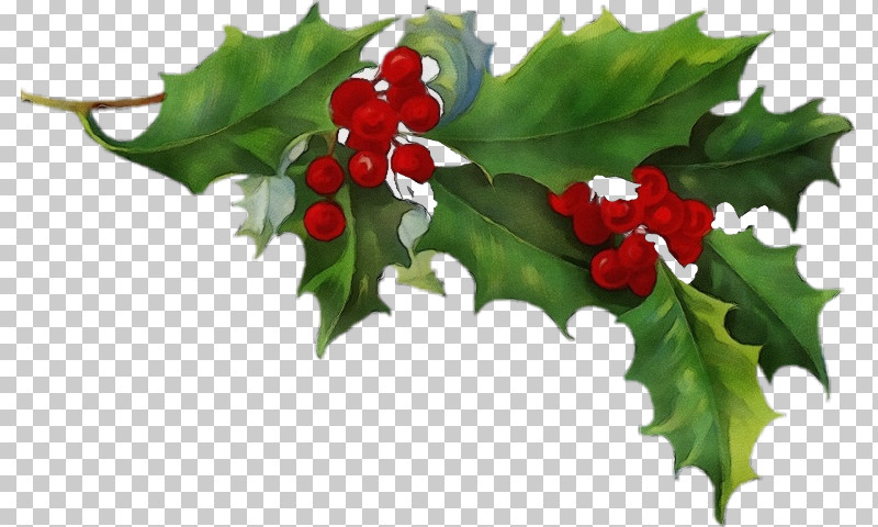 Holly PNG, Clipart, American Holly, Branch, Chinese Hawthorn, Flower, Holly Free PNG Download