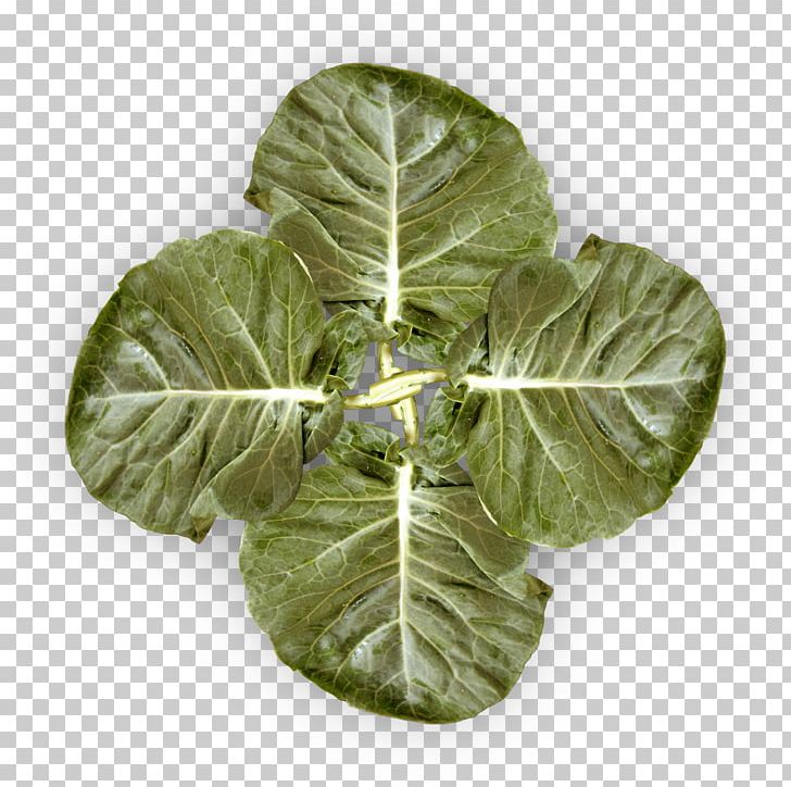 Chard Spring Greens Savoy Cabbage Collard Greens Cruciferous Vegetables PNG, Clipart, Brassica Oleracea, Cabbage, Chard, Collard Greens, Cruciferous Vegetables Free PNG Download