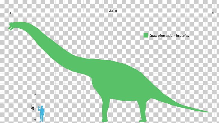 Dinosaur Size Alamosaurus Patagotitan Ornithomimus PNG, Clipart, Alamosaurus, Angle, Area, Bone, Carnivore Free PNG Download