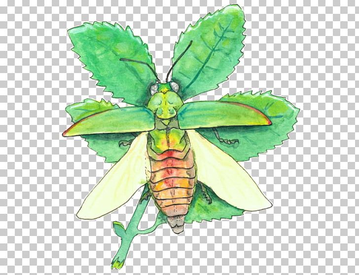 Jewel Beetles Moth Jewel Scarab Butterfly PNG, Clipart, Animal Crossing New Leaf, Arthropod, Beetle, Butterflies And Moths, Butterfly Free PNG Download