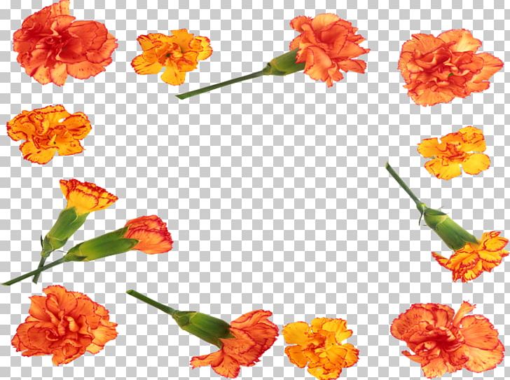 PhotoScape Cut Flowers GIMP PNG, Clipart, Child, Computer Mouse, Cut Flowers, Family, Flower Free PNG Download