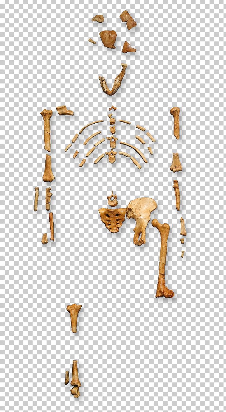 Primate Australopithecus Afarensis Human Evolution Lucy PNG, Clipart, Ape, Australopithecine, Australopithecus Afarensis, Biology, Charles Darwin Free PNG Download