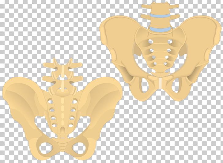 Bone Coccyx Sacrum Vertebral Column Pelvis PNG, Clipart, Anatomy, Axial Skeleton, Bone, Coccyx, Coccyx Fracture Free PNG Download