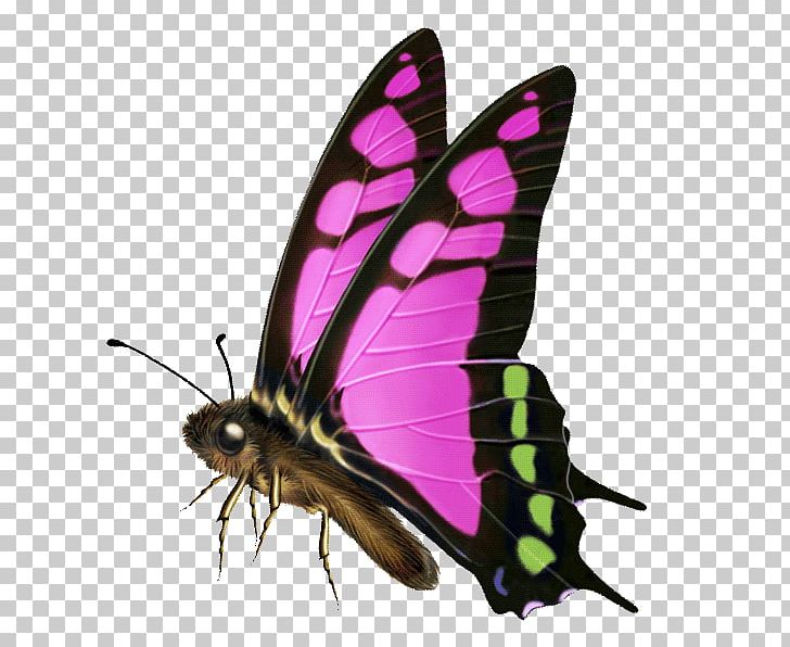 Butterfly Computer Software PNG, Clipart, Arthropod, Brush Footed Butterfly, Butterfly, Computer Software, Download Free PNG Download
