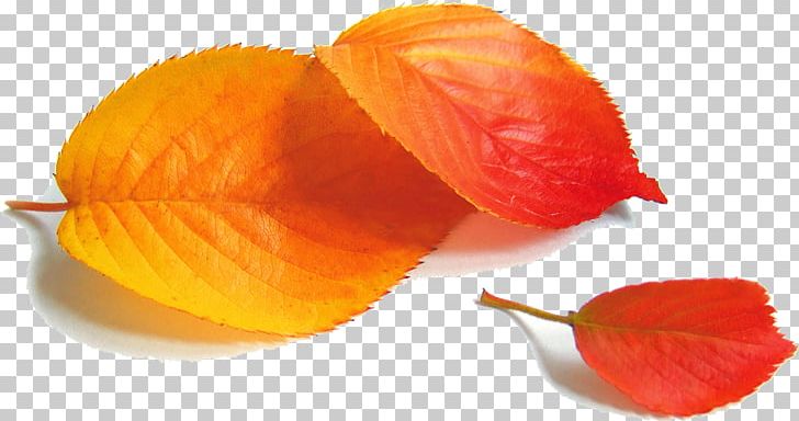 Poster Autumn POP PNG, Clipart, Autumn, Autumn Leaves, Coreldraw, Encapsulated Postscript, Fall Leaves Free PNG Download