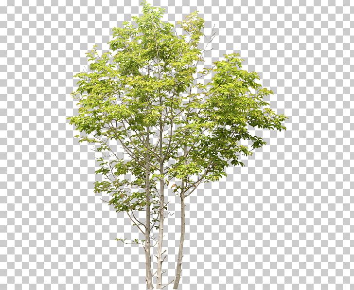 Tree Birch Landscape PNG, Clipart, 2d Computer Graphics, 3d Computer Graphics, Branch, Flowering Plant, Information Free PNG Download