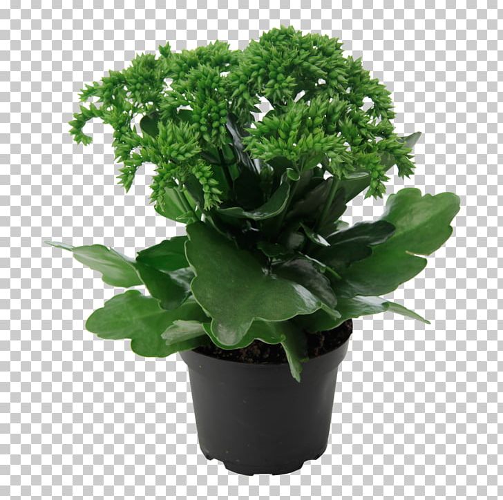 Widow's-thrill Houseplant Plants Moscow Succulent Plant PNG, Clipart,  Free PNG Download