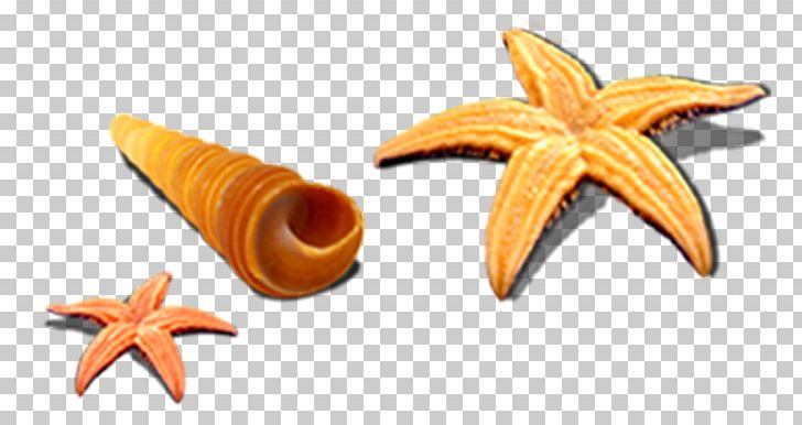 Starfish Seashell Sea Snail Seafood PNG, Clipart, Animation, Beach, Caracol, Conch, Invertebrate Free PNG Download