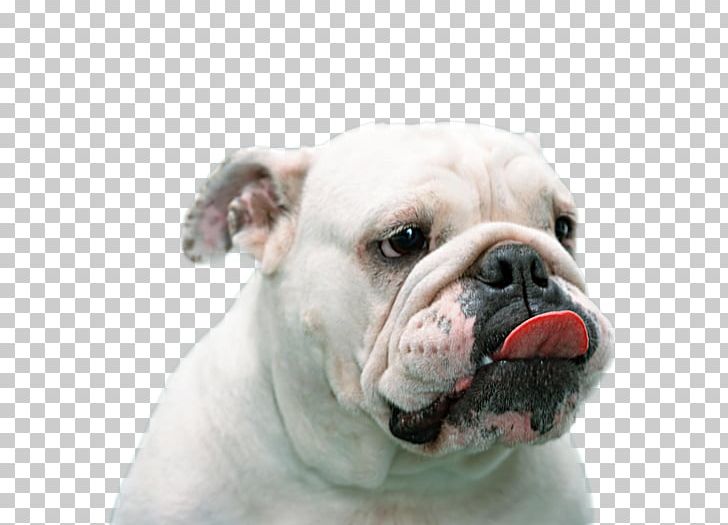 Toy Bulldog American French