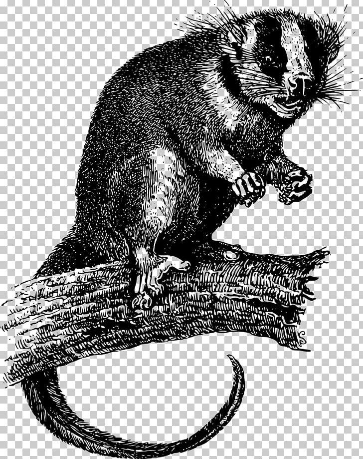 Virginia Opossum Phalangeriformes Feather-tailed Possum PNG, Clipart, Beaver, Black And White, Carnivoran, Digital Image, Fauna Free PNG Download