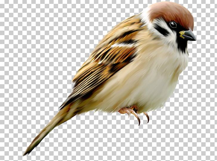House Sparrow Bird Eurasian Tree Sparrow Parrot-billed Sparrow PNG, Clipart, Animals, Beak, Bird, Computer Icons, Download Free PNG Download