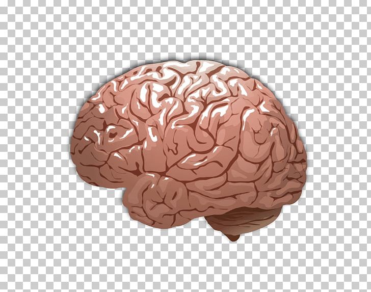 Human Brain Color PNG, Clipart, Agy, Brain, Cerebrum, Color, Homo Sapiens Free PNG Download