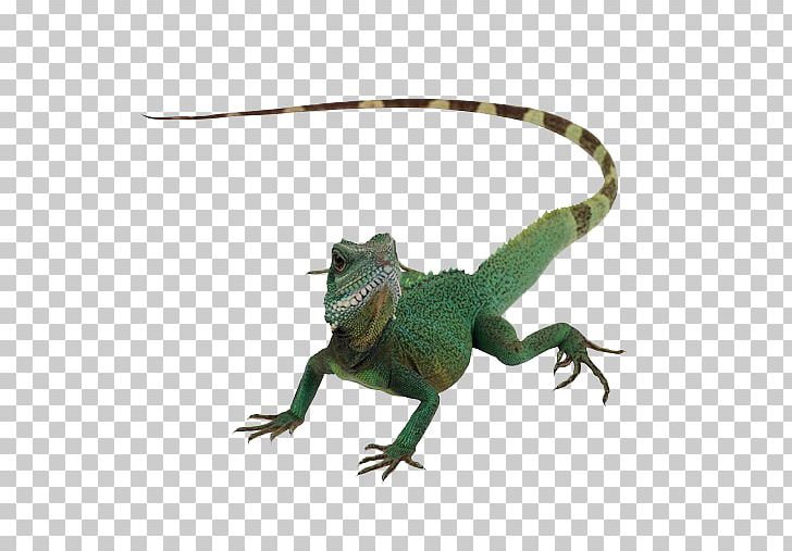 Lizard Reptile Chameleons Komodo Dragon PNG, Clipart, Agamidae, Animal, Animals, Animation, Anime Character Free PNG Download