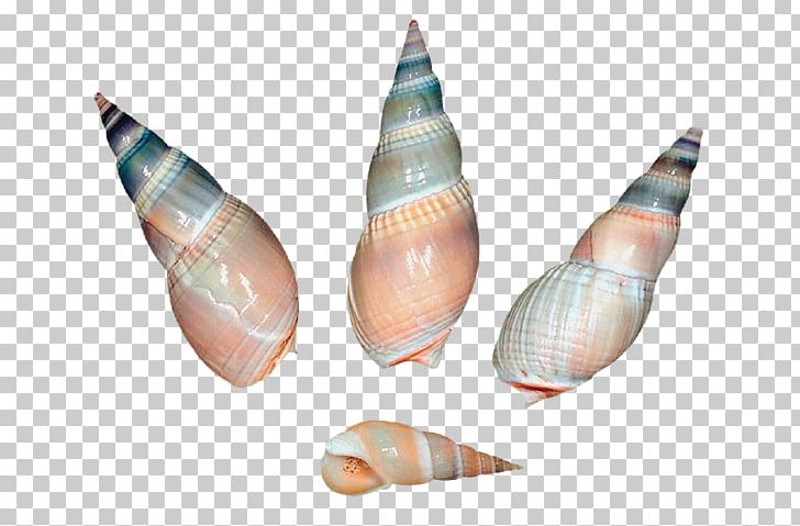 Seashell Sea Snail Gastropod Shell PNG, Clipart, Animal, Clip Art, Conch, Conchology, Explosion Effect Material Free PNG Download