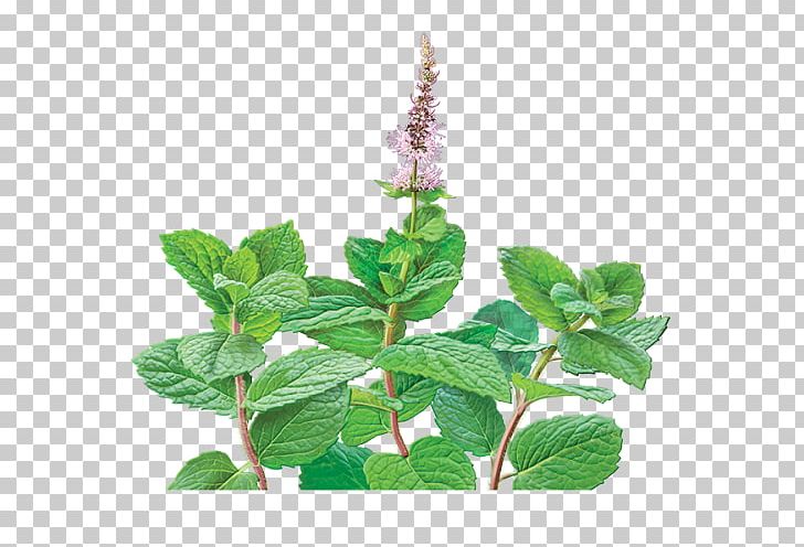 Tea Mentha Spicata Organic Food Peppermint Holy Basil PNG, Clipart, Flavor, Food, Food Drinks, Green Tea, Herb Free PNG Download