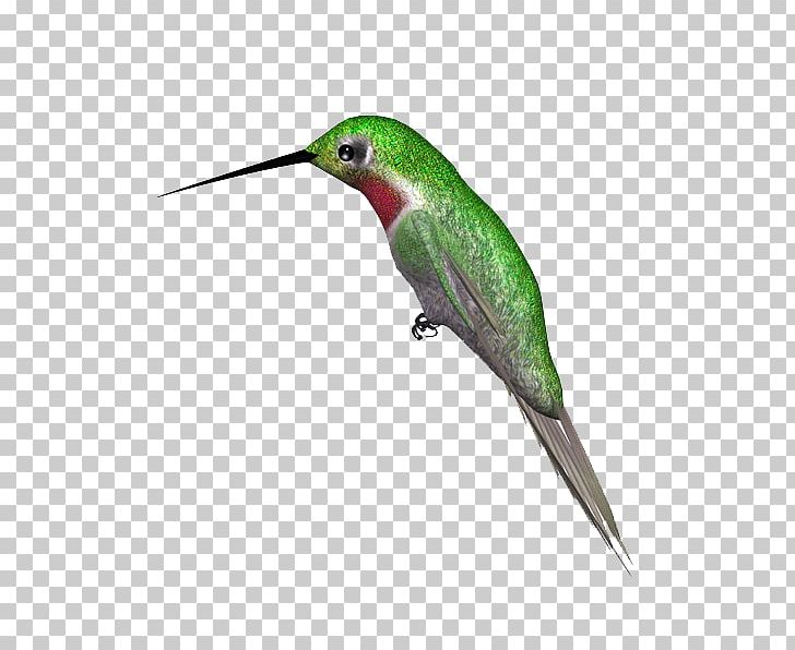 Bird Black-capped Kingfisher Green Parrot PNG, Clipart, Animals, Beak, Bird, Blackcapped Kingfisher, Fauna Free PNG Download