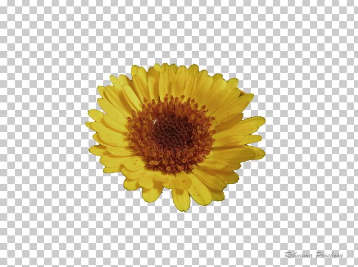 Chrysanthemum Transvaal Daisy Daisy Family Oxeye Daisy Marigolds PNG, Clipart, Calendula, Chrysanthemum, Chrysanths, Common Daisy, Daisy Free PNG Download