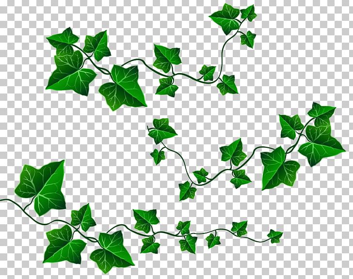 Common Grape Vine Common Ivy Leaf PNG, Clipart, Branch, Clip Art, Common Grape Vine, Common Ivy, Fern Free PNG Download