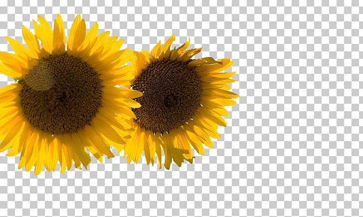 Common Sunflower Cut Flowers Daisy Family Dragon Mania Legends PNG, Clipart, Common Sunflower, Cut Flowers, Daisy Family, Download, Dragon Mania Legends Free PNG Download