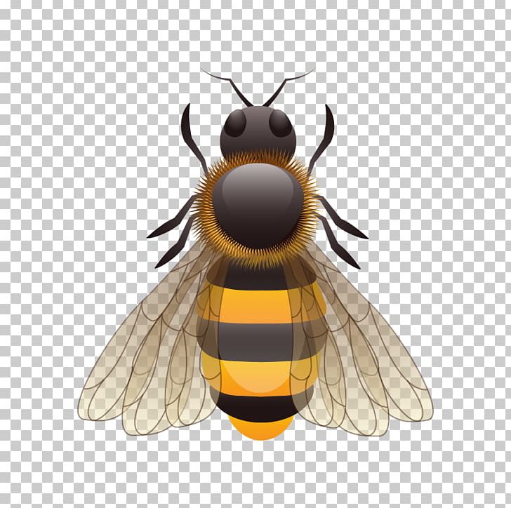 European Dark Bee Insect Beekeeping PNG, Clipart, Balloon Cartoon, Bee, Beekeeper, Boy Cartoon, Cartoon Character Free PNG Download